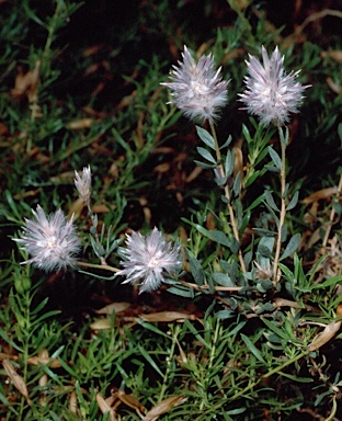 APII jpeg image of Ptilotus polakii  © contact APII