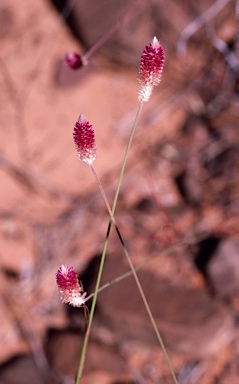 APII jpeg image of Ptilotus spicatus  © contact APII