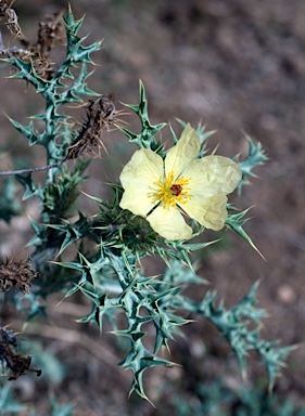 APII jpeg image of Argemone ochroleuca subsp. ochroleuca  © contact APII