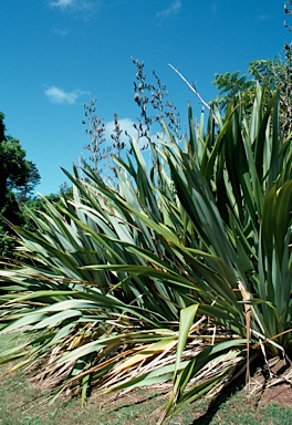 APII jpeg image of Phormium tenax  © contact APII