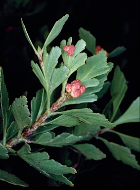 APII jpeg image of Phyllocladus aspleniifolius  © contact APII