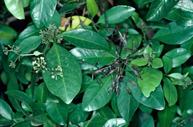 APII jpeg image of Pisonia umbellifera  © contact APII