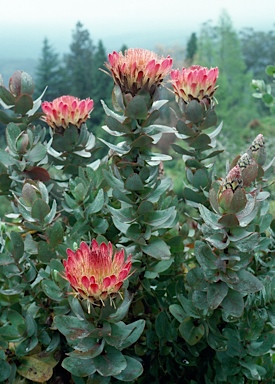 APII jpeg image of Protea exima  © contact APII