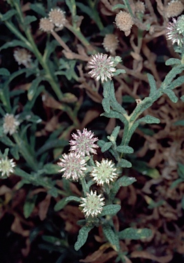 APII jpeg image of Pterocaulon sphacelatum  © contact APII