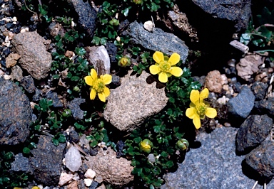 APII jpeg image of Ranunculus nanus  © contact APII