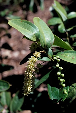 APII jpeg image of Ripogonum discolor  © contact APII