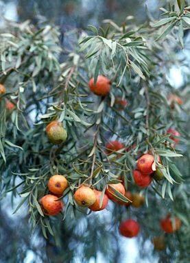 APII jpeg image of Santalum murrayanum  © contact APII