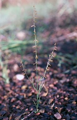 APII jpeg image of Stackhousia intermedia  © contact APII