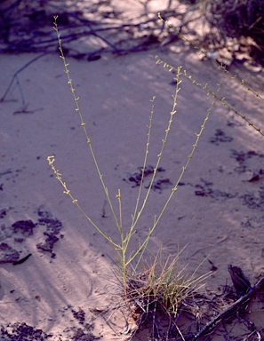 APII jpeg image of Stackhousia intermedia  © contact APII