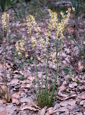 APII jpeg image of Stackhousia monogyna  © contact APII