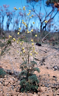 APII jpeg image of Stirlingia tenuifolia  © contact APII