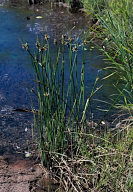 APII jpeg image of Schoenoplectiella laevis  © contact APII