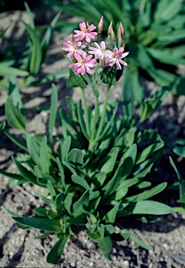 APII jpeg image of Schoenia cassiniana  © contact APII