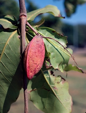 APII jpeg image of Terminalia catappa  © contact APII