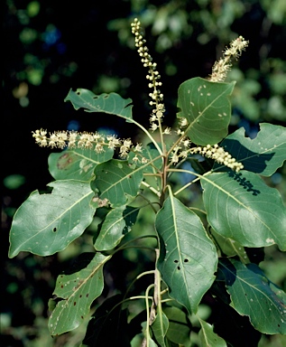 APII jpeg image of Terminalia petiolaris  © contact APII