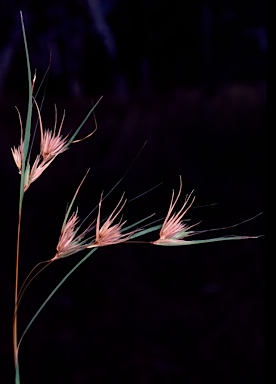 APII jpeg image of Themeda triandra  © contact APII