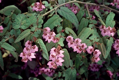 APII jpeg image of Thomasia paniculata  © contact APII