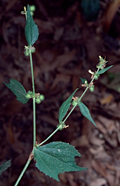 APII jpeg image of Triumfetta rhomboidea  © contact APII