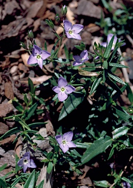 APII jpeg image of Veronica gracilis  © contact APII