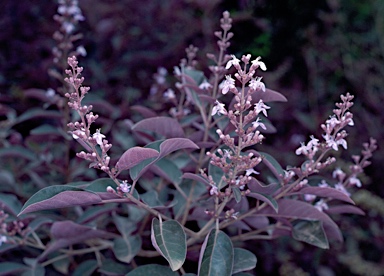 APII jpeg image of Vitex rotundifolia 'Purpurea'  © contact APII