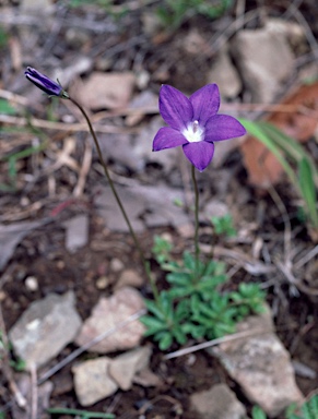 APII jpeg image of Wahlenbergia gloriosa  © contact APII