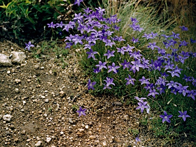 APII jpeg image of Wahlenbergia gloriosa  © contact APII