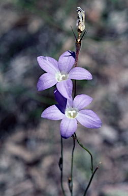 APII jpeg image of Wahlenbergia stricta subsp. stricta  © contact APII