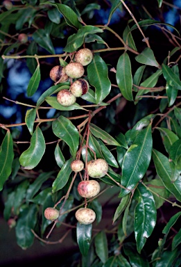 APII jpeg image of Syzygium floribundum  © contact APII