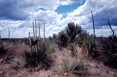 APII jpeg image of Xanthorrhoea caespitosa  © contact APII