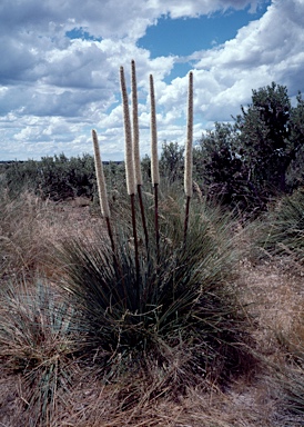 APII jpeg image of Xanthorrhoea caespitosa  © contact APII