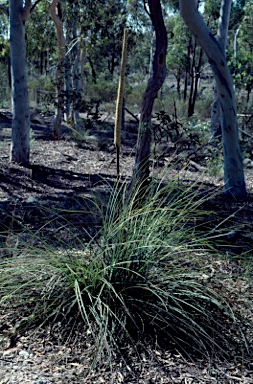 APII jpeg image of Xanthorrhoea concava  © contact APII