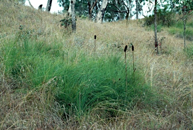 APII jpeg image of Xanthorrhoea johnsonii  © contact APII