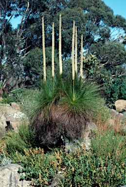 APII jpeg image of Xanthorrhoea johnsonii  © contact APII