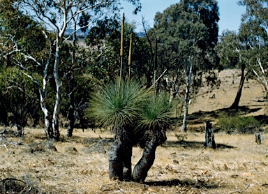 APII jpeg image of Xanthorrhoea quadrangulata  © contact APII