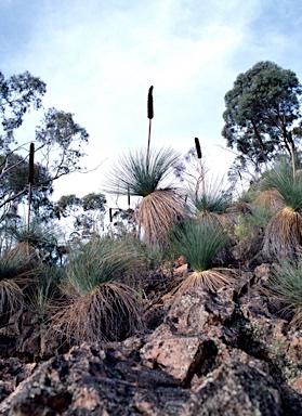 APII jpeg image of Xanthorrhoea quadrangulata  © contact APII