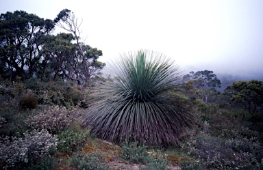 APII jpeg image of Xanthorrhoea semiplana subsp. tateana  © contact APII