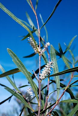 APII jpeg image of Xylomelum angustifolium  © contact APII