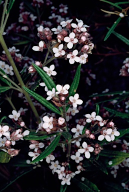 APII jpeg image of Zieria caducibracteata  © contact APII