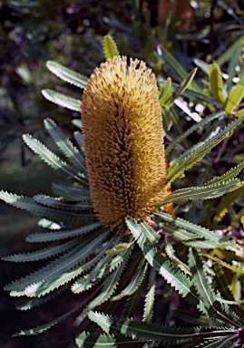 APII jpeg image of Banksia aemula  © contact APII