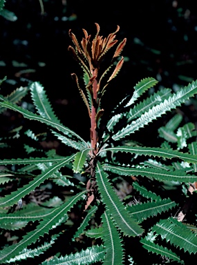 APII jpeg image of Banksia aemula  © contact APII