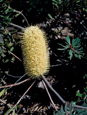 APII jpeg image of Banksia canei  © contact APII