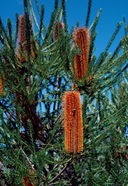 APII jpeg image of Banksia ericifolia subsp. ericifolia  © contact APII