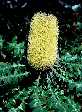 APII jpeg image of Banksia grandis  © contact APII