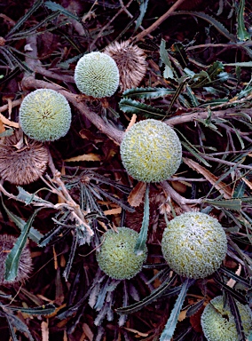 APII jpeg image of Banksia laevigata subsp. fuscolutea  © contact APII