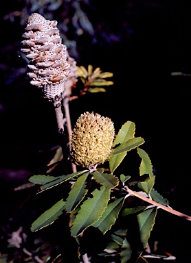 APII jpeg image of Banksia oblongifolia  © contact APII