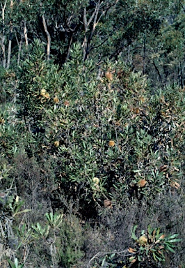 APII jpeg image of Banksia ornata  © contact APII