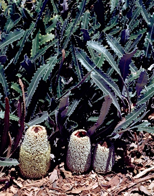 APII jpeg image of Banksia petiolaris  © contact APII