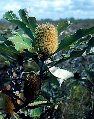 APII jpeg image of Banksia robur  © contact APII