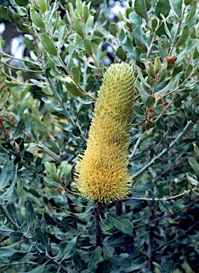 APII jpeg image of Banksia sceptrum  © contact APII