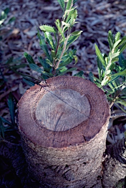 APII jpeg image of Banksia serrata  © contact APII